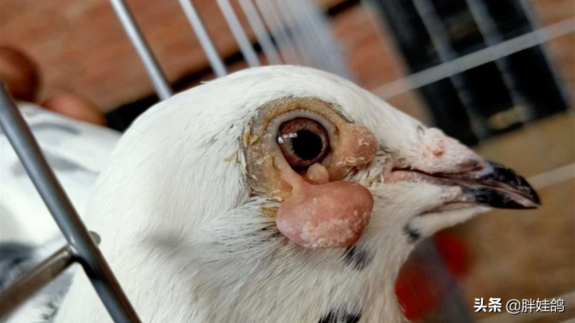 鸽子单眼伤风流泪最有效办法,鸽子单眼伤风用什么药治好