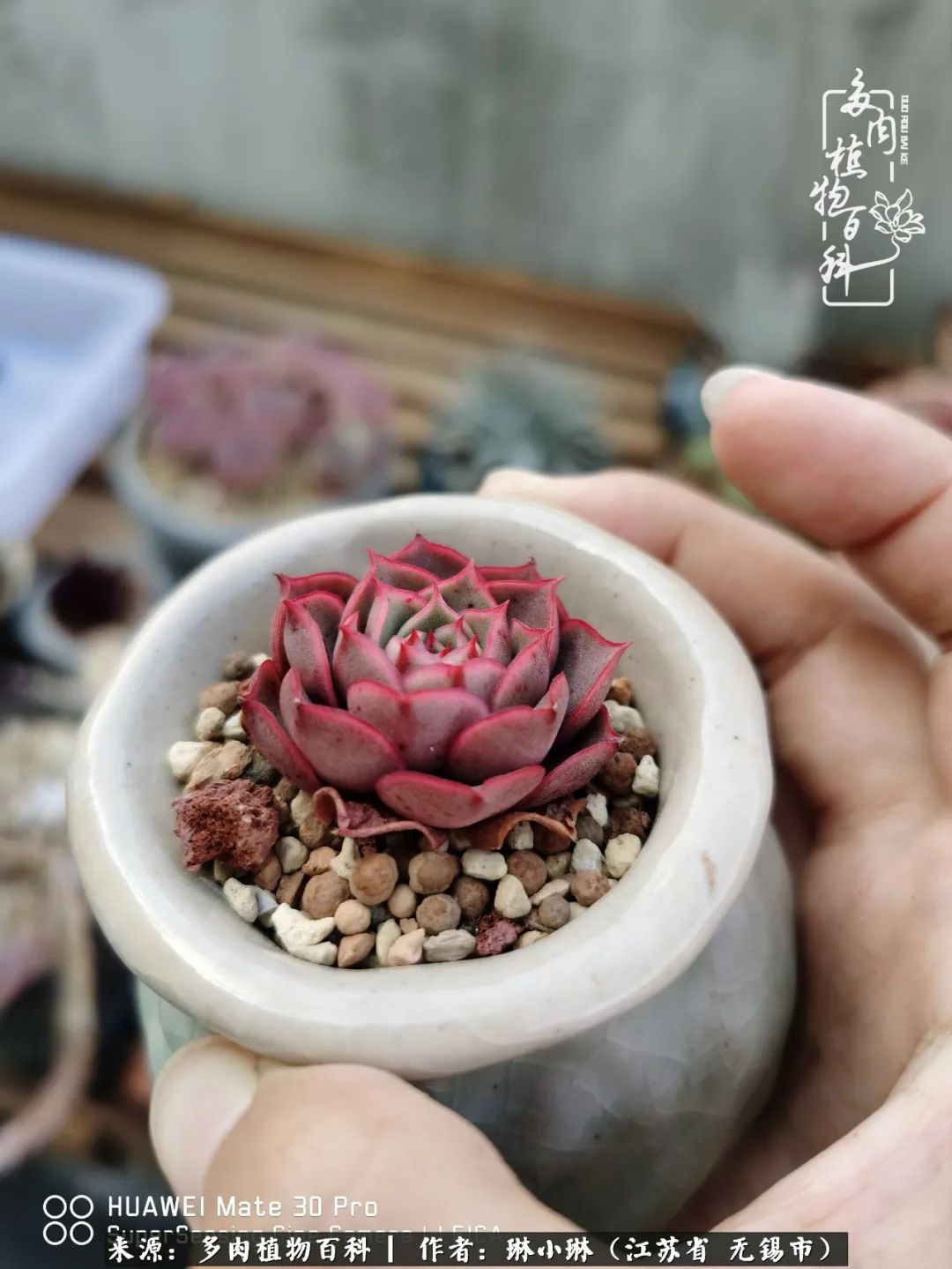 多肉变美是需要时间的,千万别辜负了多肉变美的黄金季节