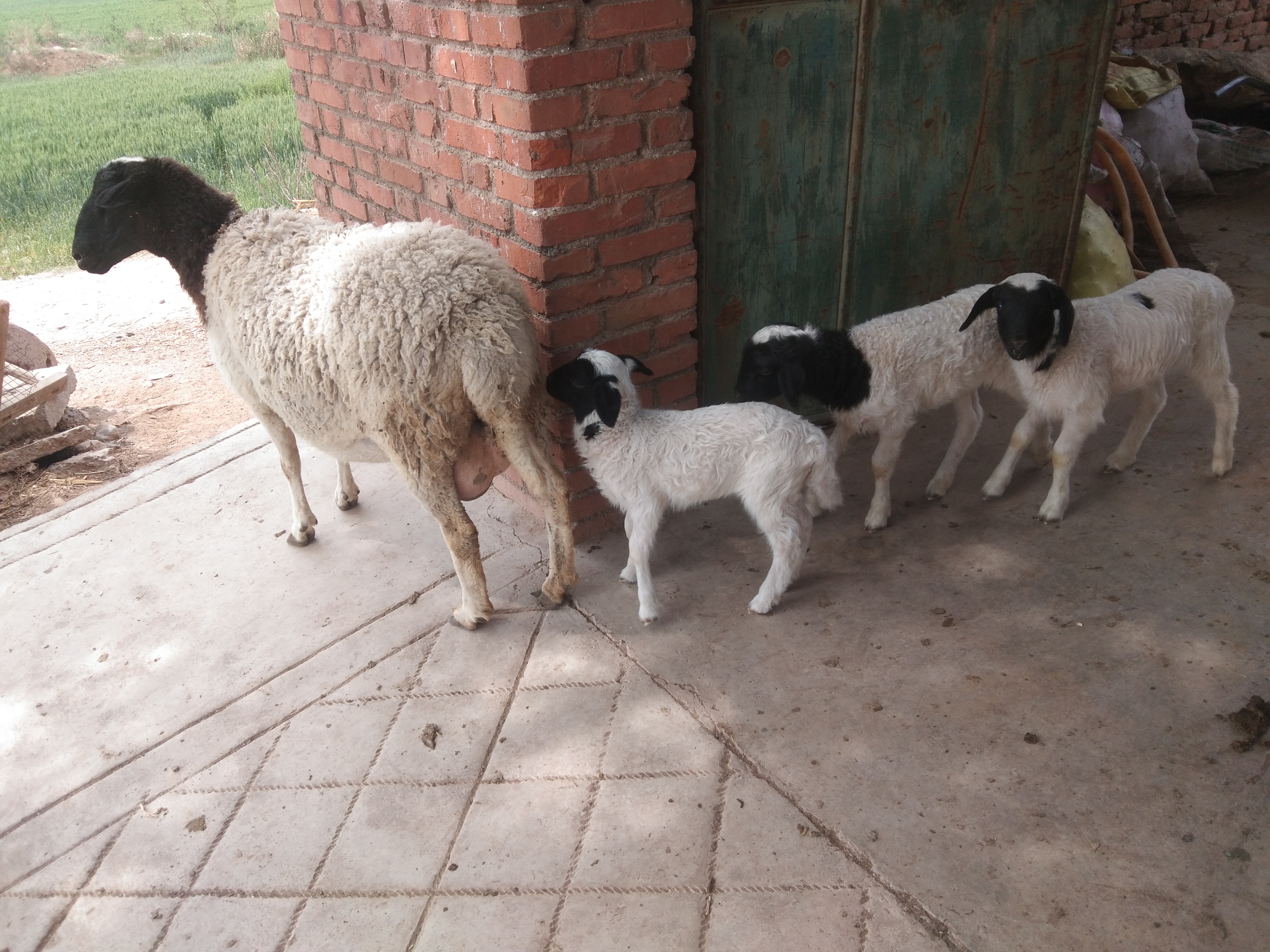 羔羊断尾后瘫软站不起来用什么药,羔羊断尾最佳时间表