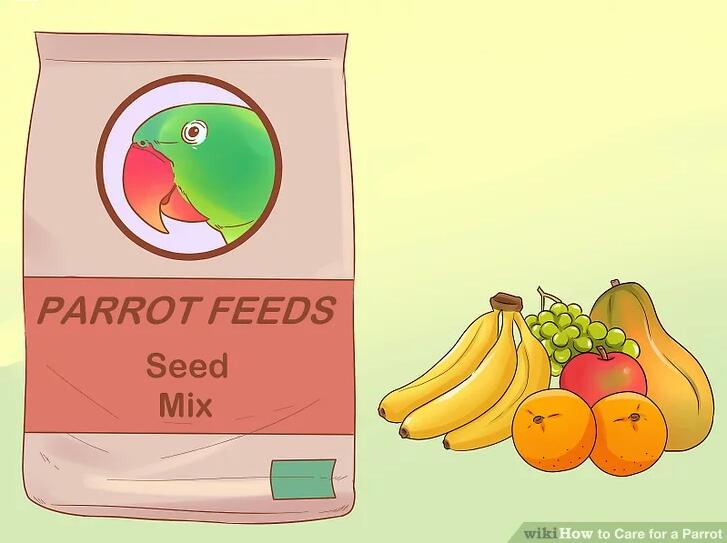 鹦鹉如何饲养攻略图解教程,迷你鹦鹉幼鱼饲养方法