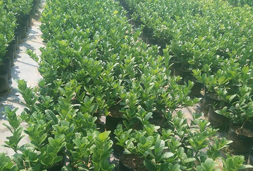 果中仙品佛手,果中鲜精品水果