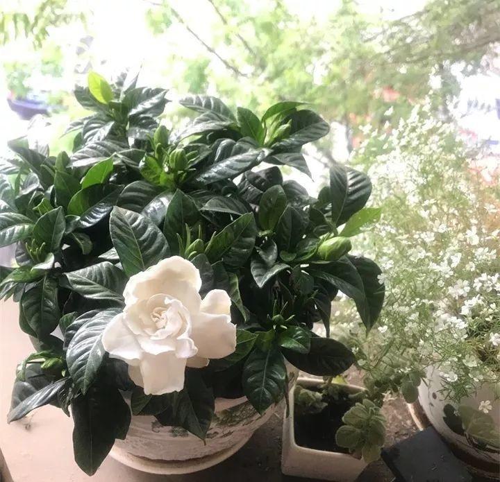 养花新手不知道养什么，就选这几种植物，轻松养爆盆