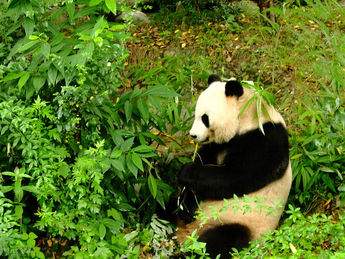 中国国宝大熊猫故事,中国国宝大熊猫