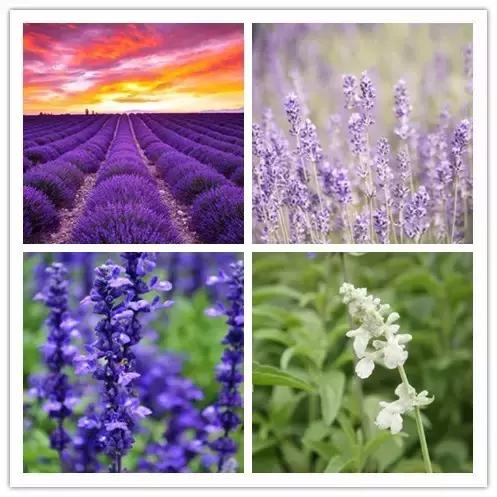 史上最全的花卉介绍，认识超过30种以上绝对是大神