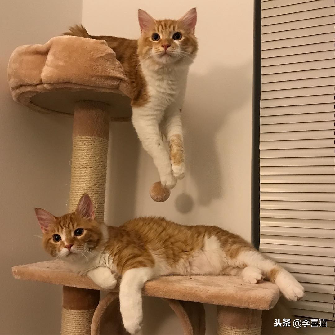 铲屎官们该怎样帮助猫咪过冬,小猫咪刚到新家需要铲屎吗