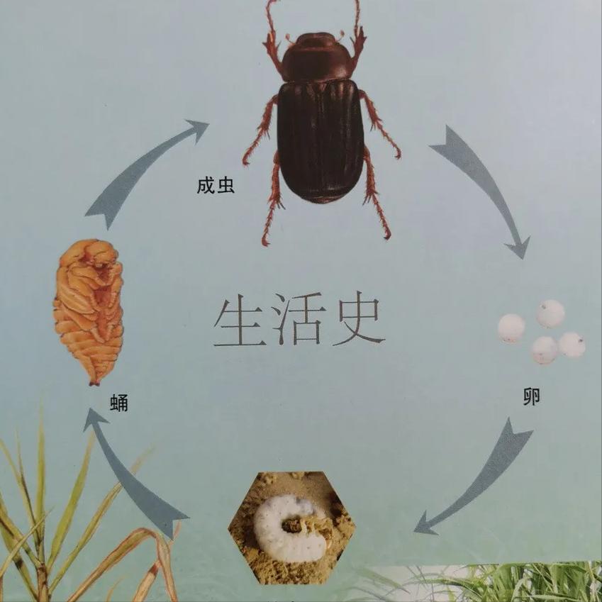 淡水龟的防治方法,猪鼻龟病虫害防治