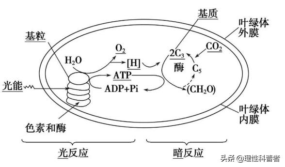 光合作用将光能转化成什么能,光合作用如何将光能转化为化学能