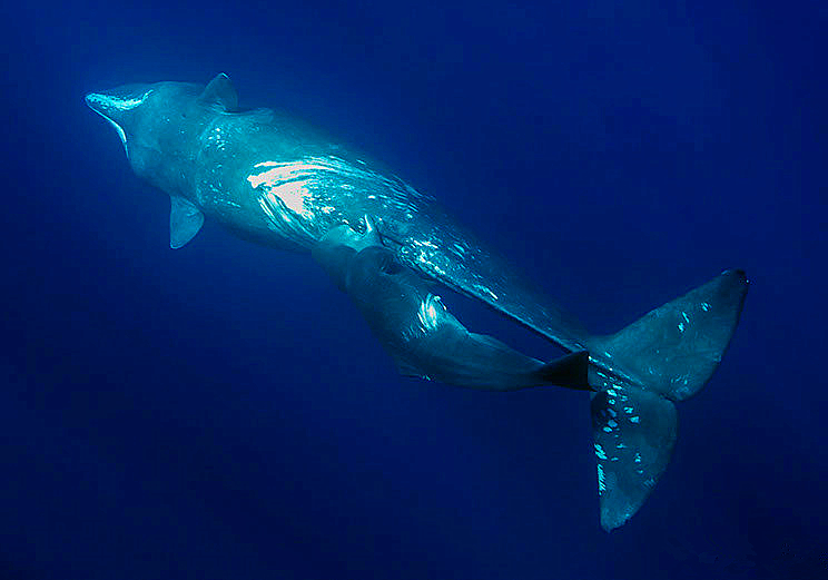 蓝鲸是哺乳动物吗怎么哺乳,鲸哺乳方式