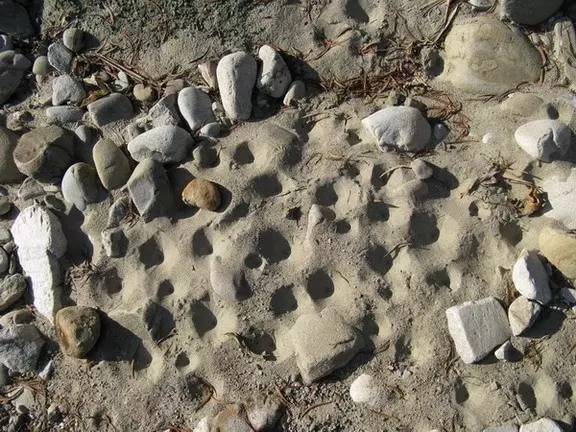 地牯牛虫收购多少钱一斤,地牯牛多少一斤