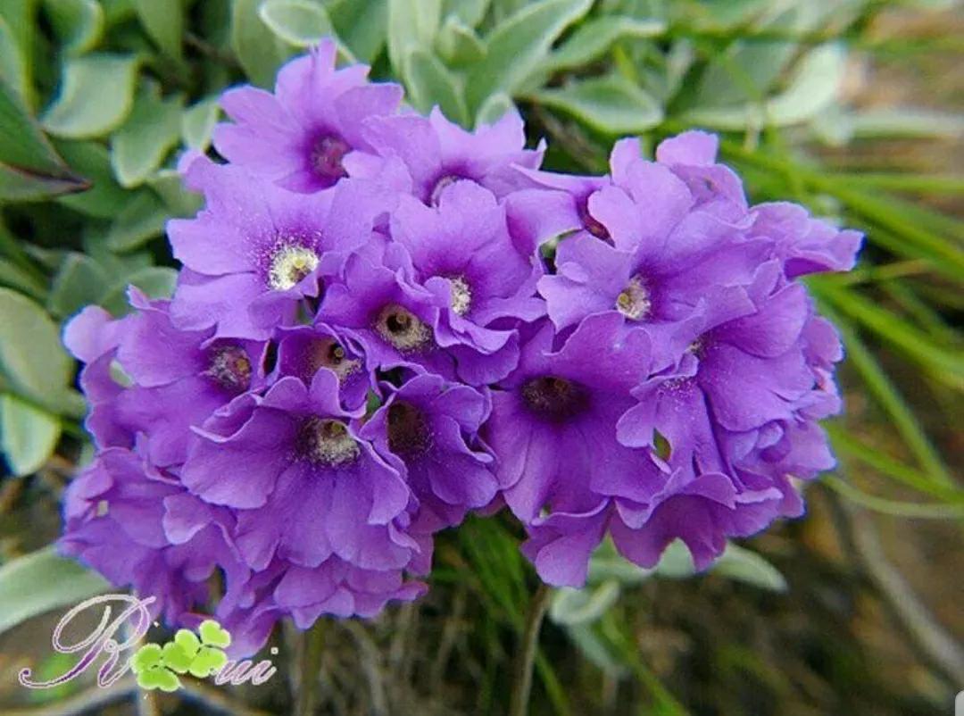 芳踪难觅濒危花！清新治愈篇：沙漠高原是吾家，豹子花的春天来了