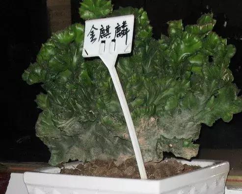 霸气侧漏的多肉植物,霸气的多肉