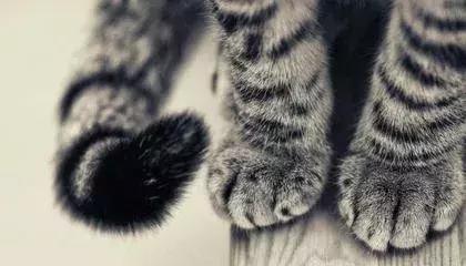 萝莉少女大长腿，为何腿毛长又黑？