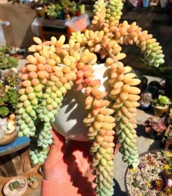 新玉缀多肉怎么扦插,玉缀叶插几天可以生根