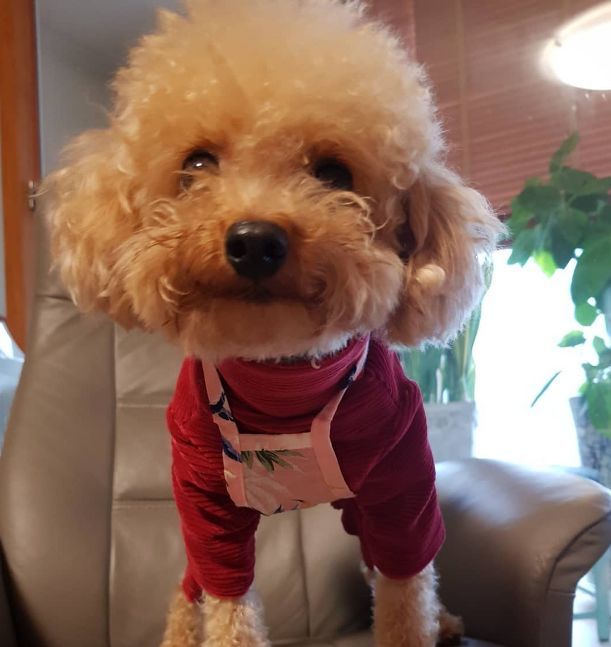 泰迪犯错该怎么惩罚她,泰迪犯错了怎么才能让它长教训