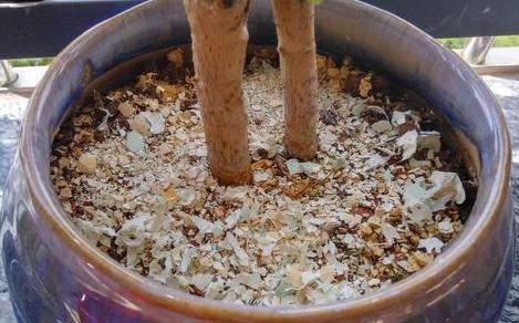 盆栽土的表面发霉要不要紧,盆栽新土怎么处理