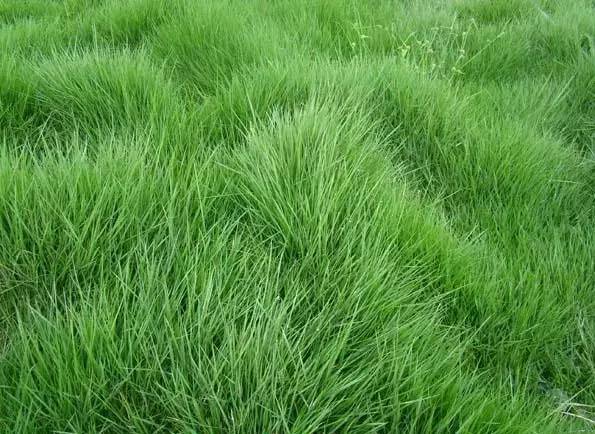 花园草坪怎么种植,花园草坪的种植与养护经验大总结