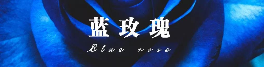 花店必备的5款玫瑰,鲜花图鉴一次性认识30种玫瑰花