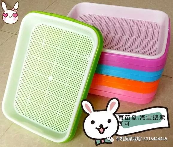 室内种芽苗菜图片,在家可以种的芽苗菜