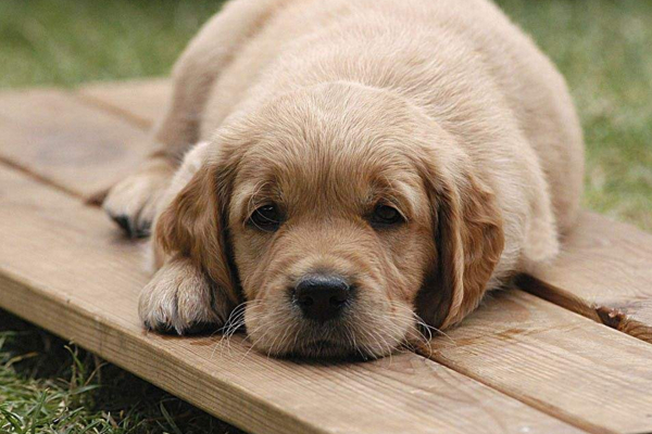 狗狗哼唧叫唤什么意思,狗狗哼唧意思