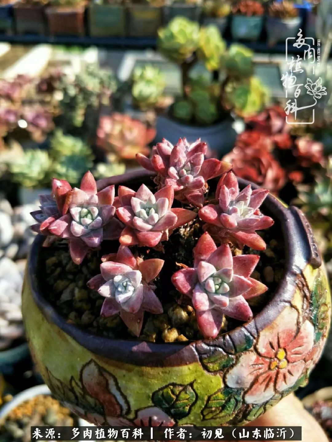 四季颜值在线的多肉,多肉的每一天