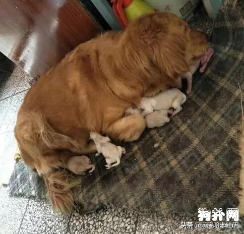 金毛主人找上门,见到人就躲着狗狗