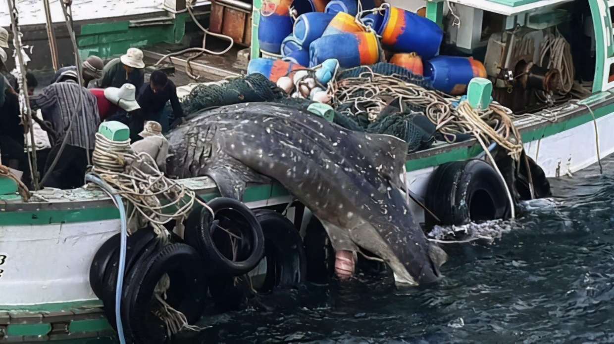 现存最大的鲨鱼有多大,鲨鱼到底最多有几个头