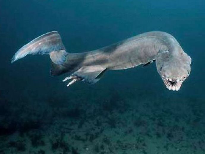 观赏鱼鲨鱼种类图片大全,鲨鱼百科知识大全幼儿