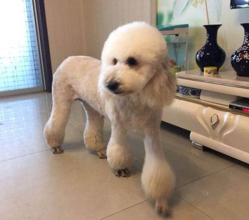 想养泰迪这6个缺点你可得想好了,巨贵犬和巨型泰迪有什么区别