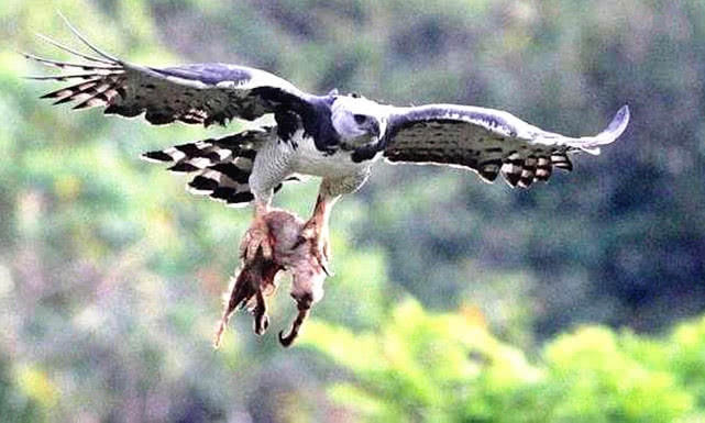 世界上最大的雕能捕捉多大的猎物,世界上最大的雕