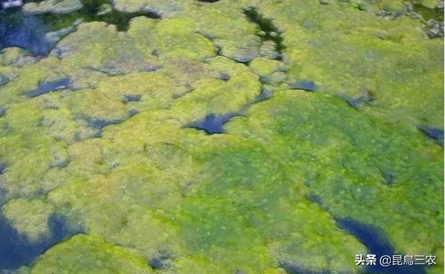 青苔满塘怎么去除,青苔爆塘的正确方法