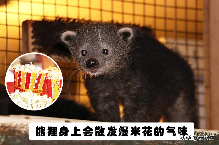 来自动物世界的22个有趣事实,动物世界中有什么有趣的现象