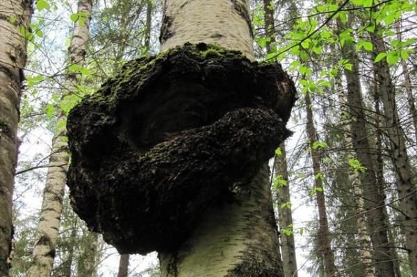 白桦茸与桦褐孔菌的区别,桦褐孔菌提取物护肤功效