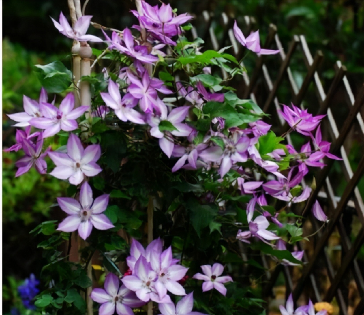 李子柒的院子都种的啥,李子柒推荐的三种花