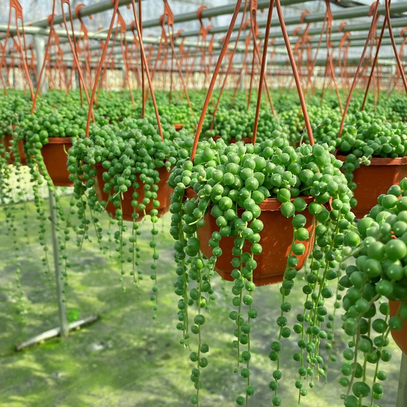 18种院子好看的花儿,18种漂亮的花