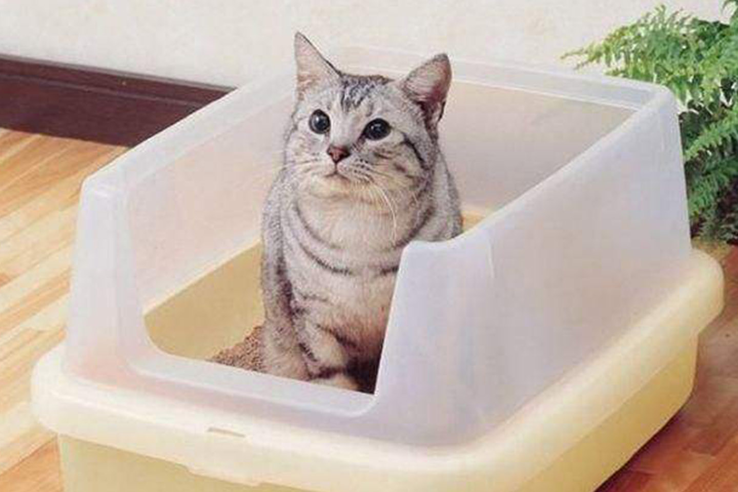 猫咪往被子上撒尿怎么解决,猫咪总在地毯上撒尿臭味怎么去除