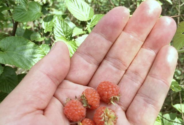 树莓和山上野果有什么区别,有一种和野草莓一样的果子