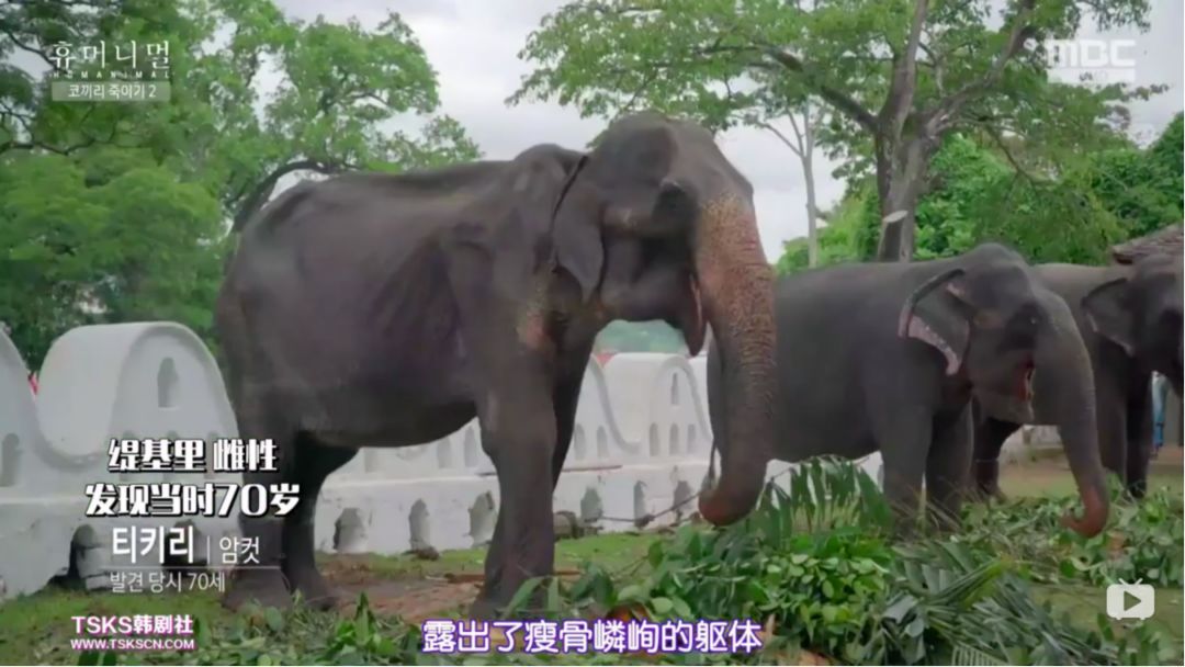 韩国寄生虫最新消息,寄生虫韩国结局