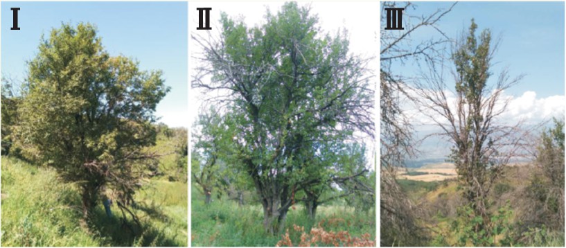 日本把苹果叫“林檎”是有文化，我国把苹果叫“苹果”是没文化？