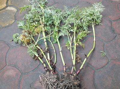 蘼芜，见过吗？即川芎的苗叶，可做香料、香囊，辟邪恶