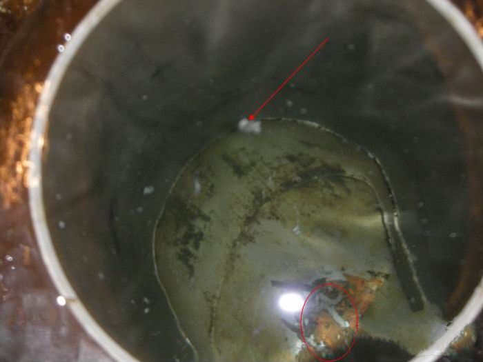 大菱鲆有哪些疾病,大菱鲆的病