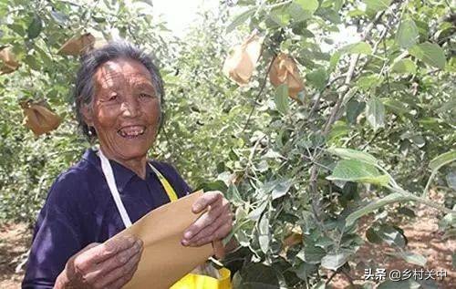 果子套袋最佳时间,套袋对果子有什么影响