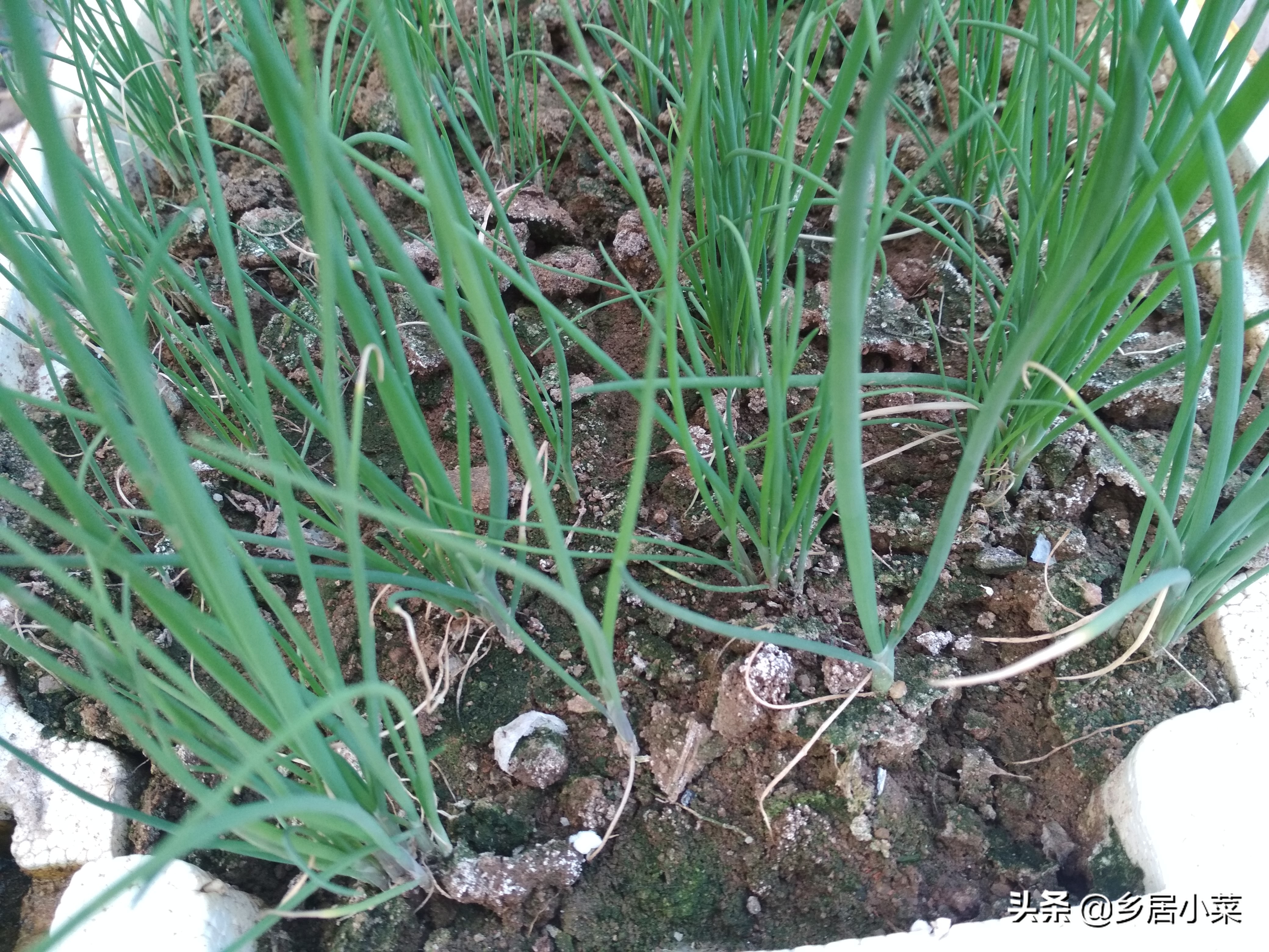 小香葱和葱苗的区别,小香葱幼苗多久才能长得粗壮
