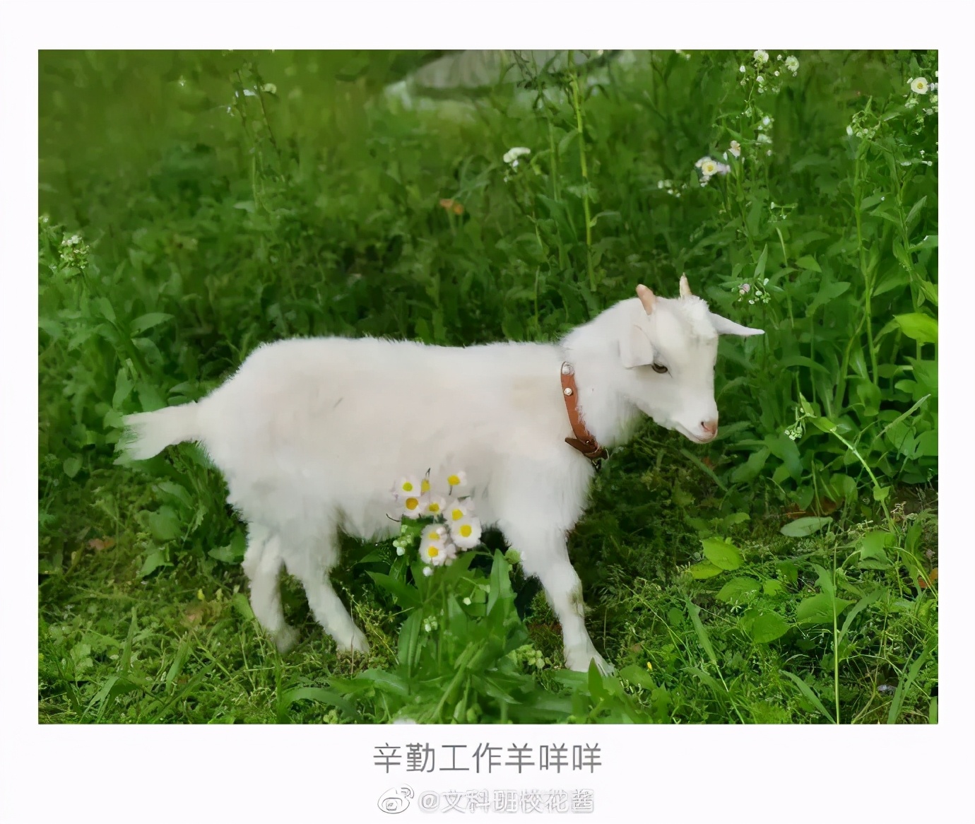 瀛︽牎涓轰簡鐪侀挶闄よ崏,瀛︽牎涓轰簡闄よ崏涓嶈姳閽卞吇浜嗕袱鍙緤