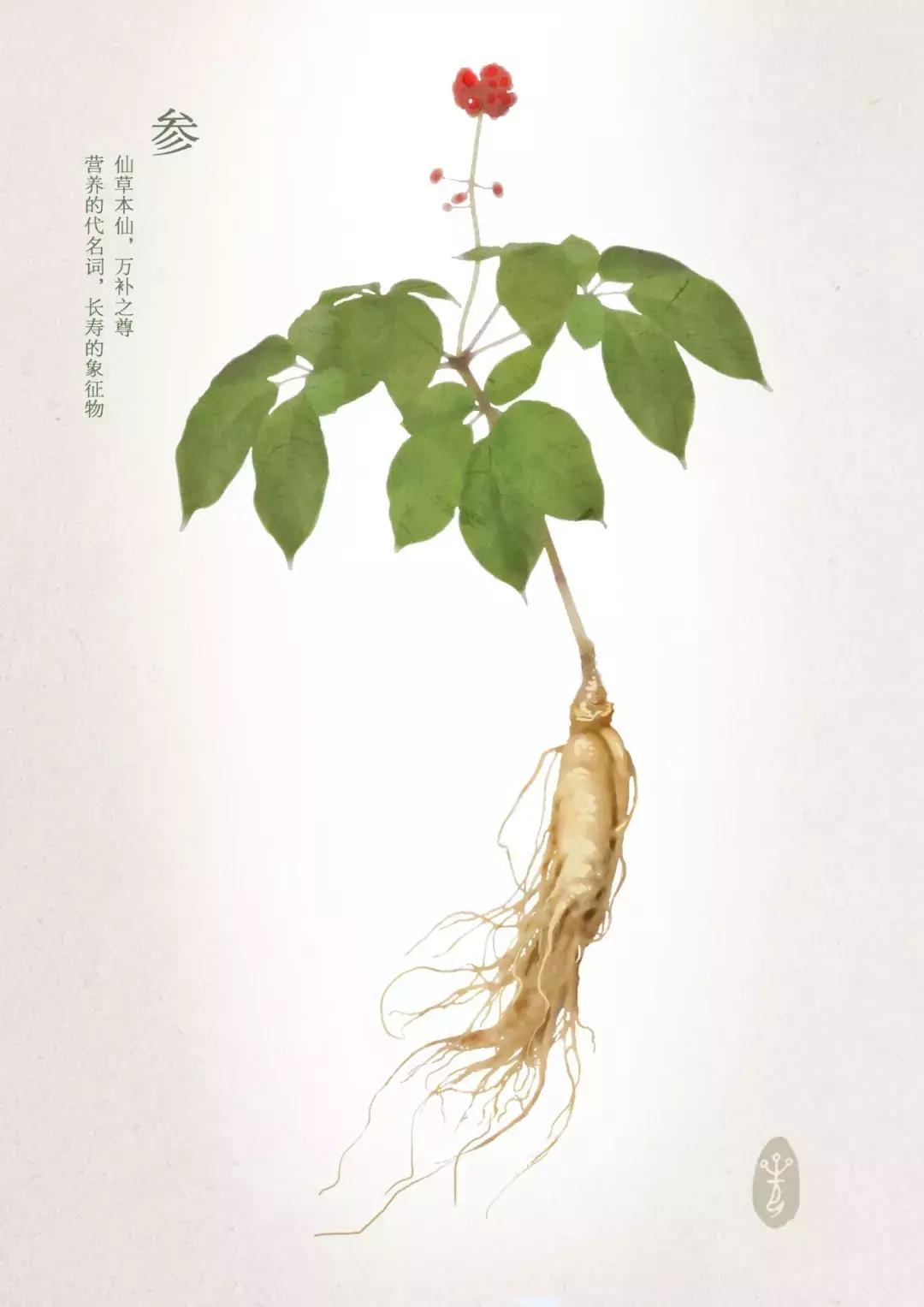 品质好的人参可以长期吃吗,食用人参常见误区这些你都知道吗