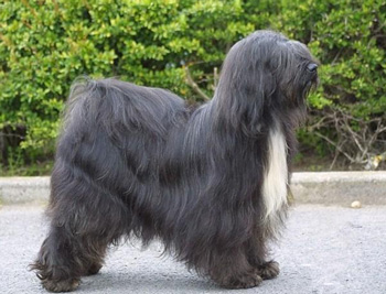 盘点一下狗界活得最久的狗狗,盘点七种强大无敌的狗狗