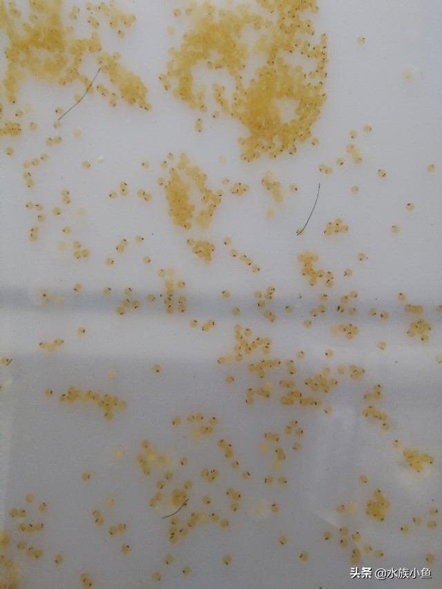 第一次繁殖宠物,自己繁殖锦鲤