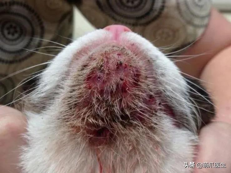 给猫挤黑头，结果挤出5颗“白色米粒”……