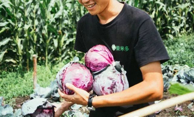 他在大理租下23个足球场大的地方，种菜、养牛、建农场日子过成诗