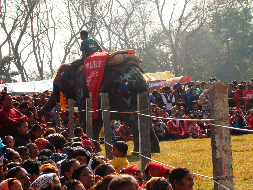 世界杯大象足球,大象足球比赛