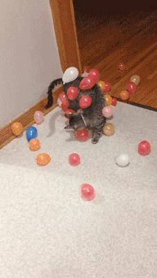 撸猫时千万要注意猫咪这四个动作,撸猫产生静电对猫有影响吗